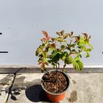 Malina (Rubus idaeus) ‘BON BON BERRY® YUMMY’ - výška 20-30 cm, kont. C1,5L - KOMPAKTNÁ, NÍZKORASTÚCA, BALKONOVÁ